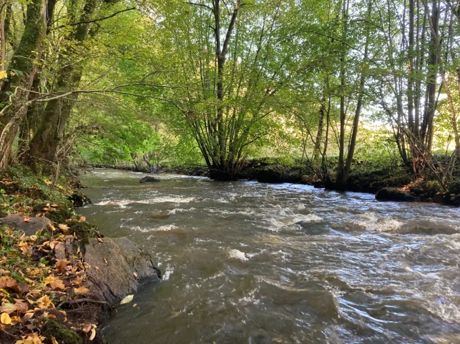Photos 10 - Forestière - Vends étang de 5000m2 sur 10ha 83 a 43ca de bois et de prairies en bordure de rivière