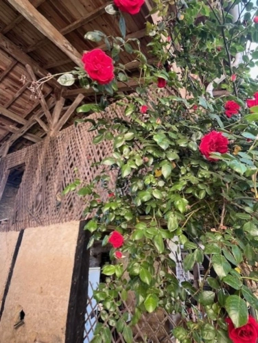 Photos 24 - Rural - PLAISANCE DU GERS-MARCIAC, AUTHENTIC RURAL PROPERTY 2 hectares, no neighbors, no overlooking, a litt