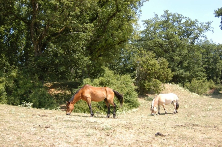 Photos 11 - Equestrian - Equestrian Estate with Cottages