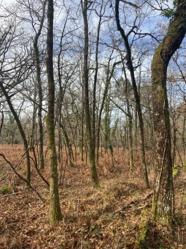 Photos 1 - Forestière - Vends forêt - 24 ha environ - Gironde - Nord de Bordeaux - Blayais