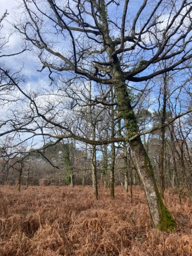 Photos 2 - Forestière - Vends forêt - 24 ha environ - Gironde - Nord de Bordeaux - Blayais