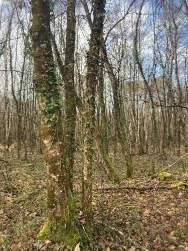 Photos 3 - Forestière - Vends forêt - 24 ha environ - Gironde - Nord de Bordeaux - Blayais