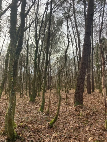 Photos 5 - Forestière - Vends forêt - 24 ha environ - Gironde - Nord de Bordeaux - Blayais