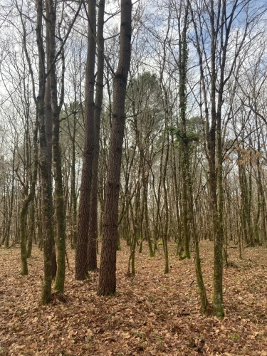 Photos 6 - Forestière - Vends forêt - 24 ha environ - Gironde - Nord de Bordeaux - Blayais