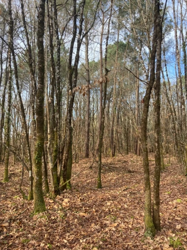 Photos 7 - Forestière - Vends forêt - 24 ha environ - Gironde - Nord de Bordeaux - Blayais