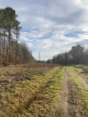 Photos 8 - Forestière - Vends forêt - 24 ha environ - Gironde - Nord de Bordeaux - Blayais