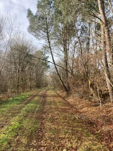 Photos 9 - Forestière - Vends forêt - 24 ha environ - Gironde - Nord de Bordeaux - Blayais