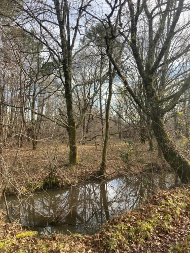 Photos 10 - Forestière - Vends forêt - 24 ha environ - Gironde - Nord de Bordeaux - Blayais