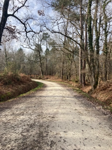 Photos 11 - Forestière - Vends forêt - 24 ha environ - Gironde - Nord de Bordeaux - Blayais