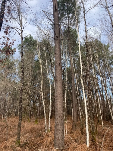 Photos 12 - Forestière - Vends forêt - 24 ha environ - Gironde - Nord de Bordeaux - Blayais