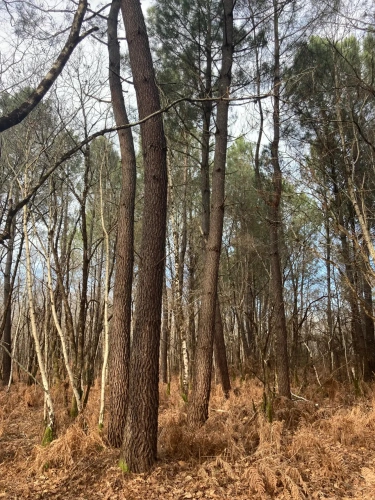 Photos 13 - Forestière - Vends forêt - 24 ha environ - Gironde - Nord de Bordeaux - Blayais
