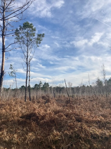 Photos 14 - Forestière - Vends forêt - 24 ha environ - Gironde - Nord de Bordeaux - Blayais