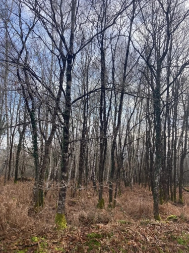 Photos 15 - Forestière - Vends forêt - 24 ha environ - Gironde - Nord de Bordeaux - Blayais