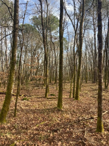 Photos 16 - Forestière - Vends forêt - 24 ha environ - Gironde - Nord de Bordeaux - Blayais