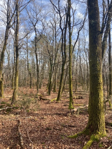 Photos 17 - Forestière - Vends forêt - 24 ha environ - Gironde - Nord de Bordeaux - Blayais