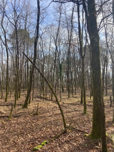 Photos 18 - Forestière - Vends forêt - 24 ha environ - Gironde - Nord de Bordeaux - Blayais