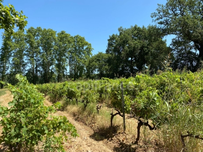 Photos 40 - Prestige - Dpt Gard (30), à vendre dans le Gard, propriété viticole en AOP Côtes du Rhône sur 25 hectares avec Château du XVème siècle