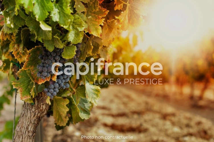 Photos 3 - Viticole - Dpt Gard (30), Domaine viticole de 16 hectares avec Chai et ancienne ferme indépendante