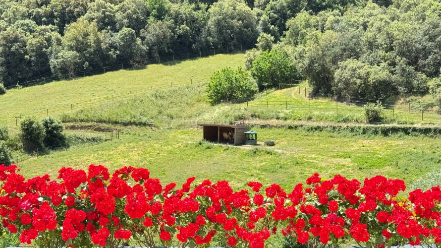 Photos 2 - Équestre - Propriété de caractère sur 10 hectares - Rénovation de qualité