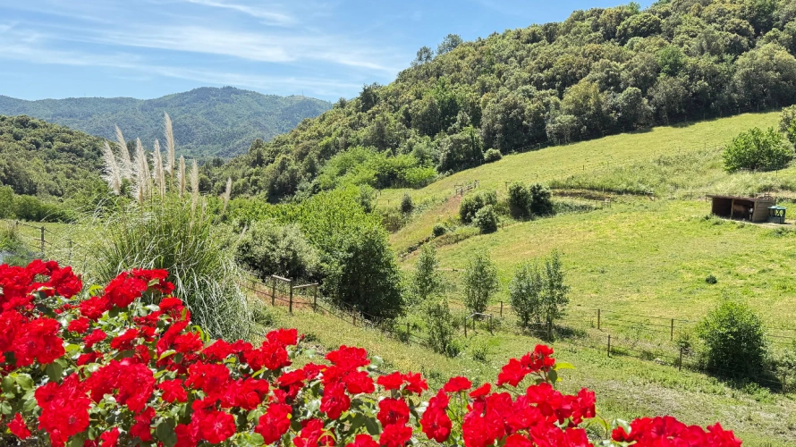 Photos 3 - Équestre - Propriété de caractère sur 10 hectares - Rénovation de qualité