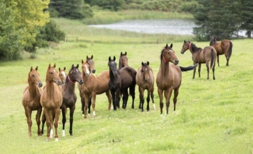 Photos 15 - Tourist - Vosges Department (88), for sale near REMIREMONT - SINGLE-STORY ESTATE ideal GROUP GITE with POND