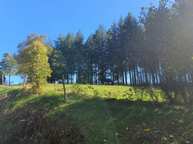 Photos 59 - Tourist - Vosges Department (88), for sale near REMIREMONT - SINGLE-STORY ESTATE ideal GROUP GITE with POND