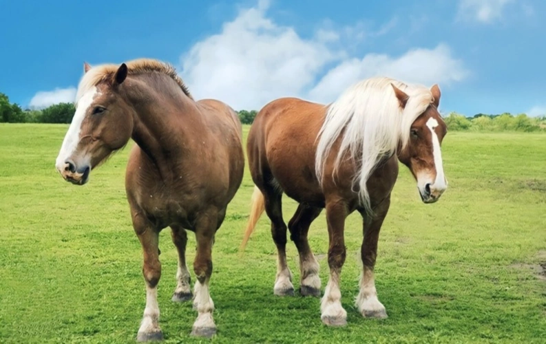 Photos 67 - Tourist - Vosges Department (88), for sale near REMIREMONT - SINGLE-STORY ESTATE ideal GROUP GITE with POND