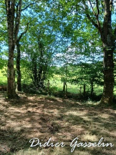 Photos 9 - Forestière - Terrain à vendre  GREEZ SUR ROC (72)