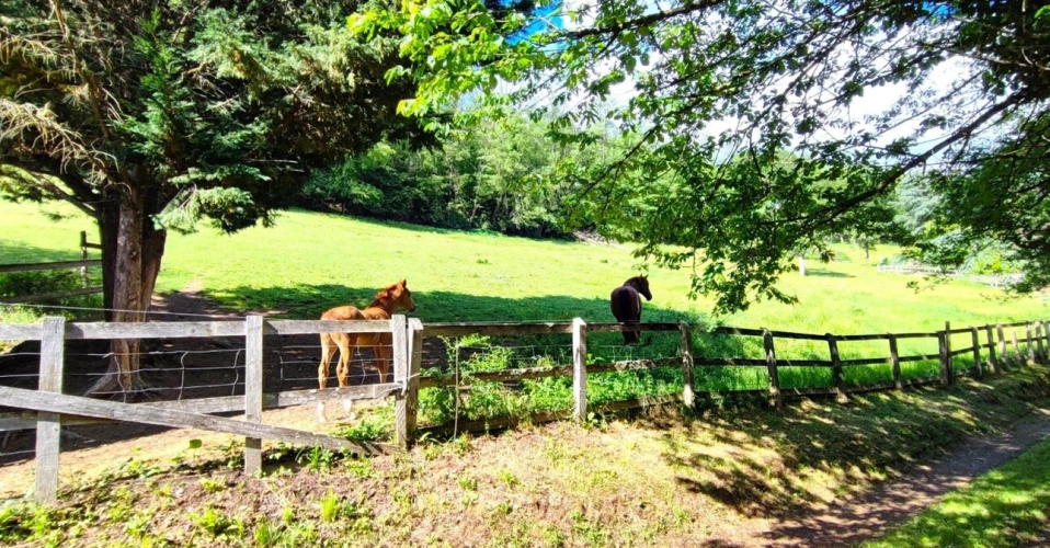 Photos 20 - Équestre - Maison