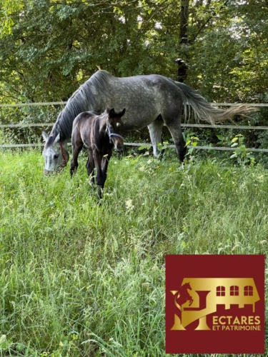 Photos 9 - Équestre - PROPRIETE EQUESTRE - MAISON + INSTALLATIONS + HECTARES