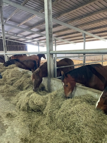 Photos 7 - Agricole - Haras de Reproduction Clé en Main sur 52 ha dans le Morbihan