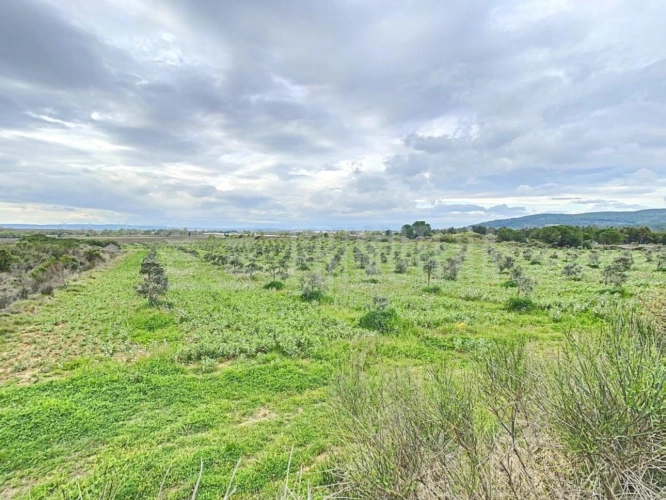 Photos 3 - Agricole - Terrain agricole