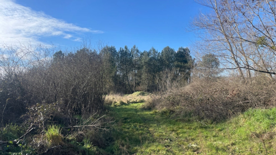 Photos 6 - Rurale - Terrain de Loisirs bord de Loire de 11 000 m² proche de NEVERS FOURCHAMBAULT LA CHARITE SUR LOIRE (58)