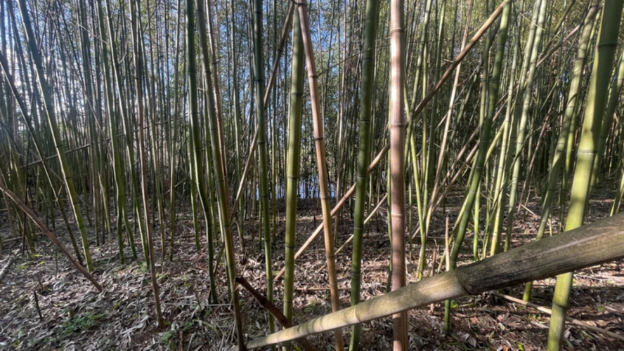 Photos 7 - Rurale - Terrain de Loisirs bord de Loire de 11 000 m² proche de NEVERS FOURCHAMBAULT LA CHARITE SUR LOIRE (58)