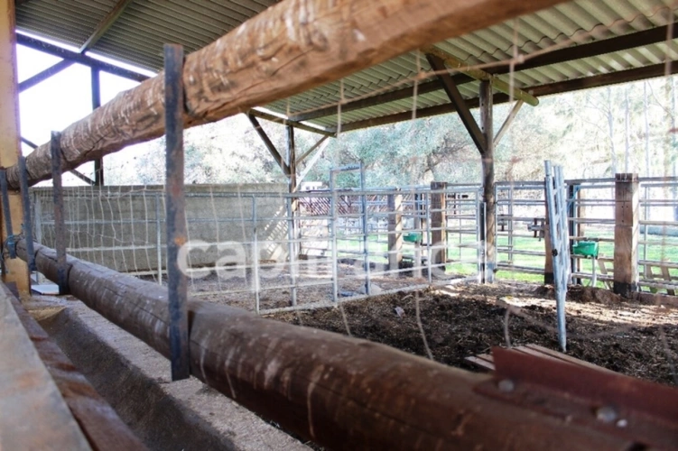 Photos 14 - Agricole - EXCLUSIVITE : Proche de L'ILE ROUSSE, Plaine du Reginu, propriété en pierre T5 161 m² sur 1.96 ha de terrain