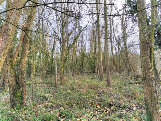 Photos 1 - Rurale - Parcelle boisée 1ha4 en bordure de ruisseau