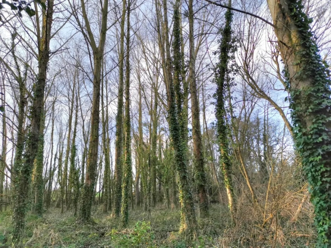 Photos 2 - Rurale - Parcelle boisée 1ha4 en bordure de ruisseau