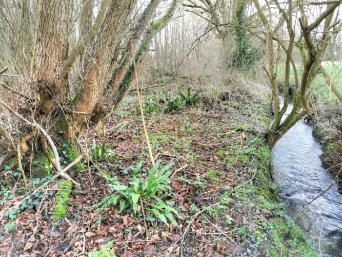 Photos 3 - Rurale - Parcelle boisée 1ha4 en bordure de ruisseau