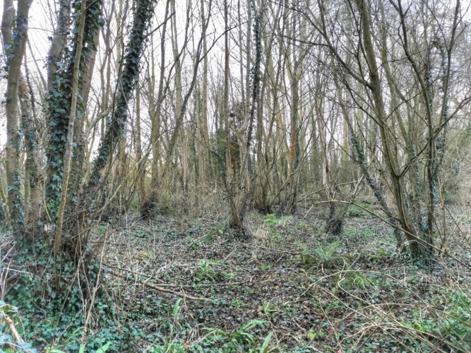 Photos 4 - Rurale - Parcelle boisée 1ha4 en bordure de ruisseau