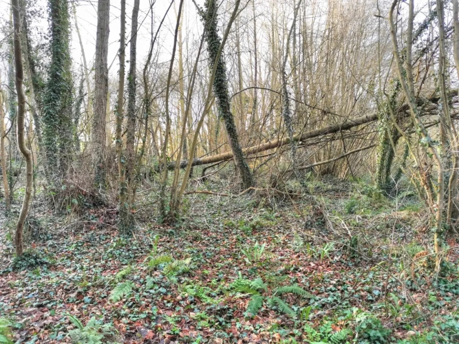 Photos 5 - Rurale - Parcelle boisée 1ha4 en bordure de ruisseau