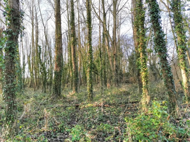 Photos 6 - Rurale - Parcelle boisée 1ha4 en bordure de ruisseau