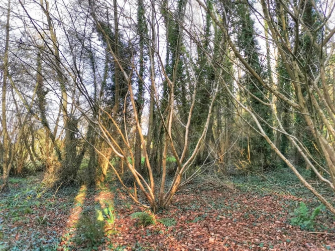 Photos 7 - Rurale - Parcelle boisée 1ha4 en bordure de ruisseau