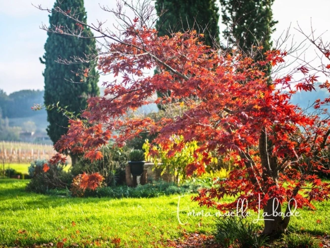 Photos 32 - Rural - Stone estate with outbuildings and 5 hectares of nature – Monbazillac (24240)