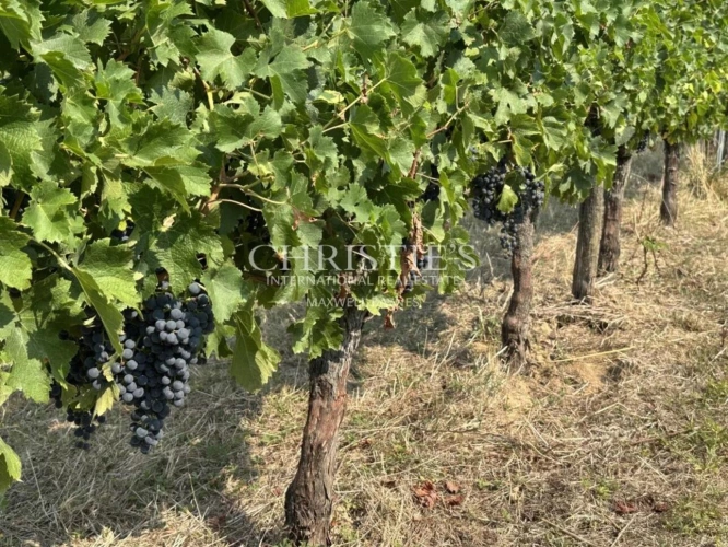 Photos 28 - Prestige - Région Saint-Emilion - Château de caractère à fort potentiel