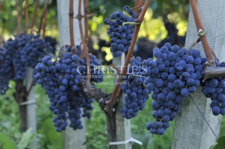 Photos 24 - Viticole - Domaine viticole avec une belle superficie, une demeure de charme et un gîte