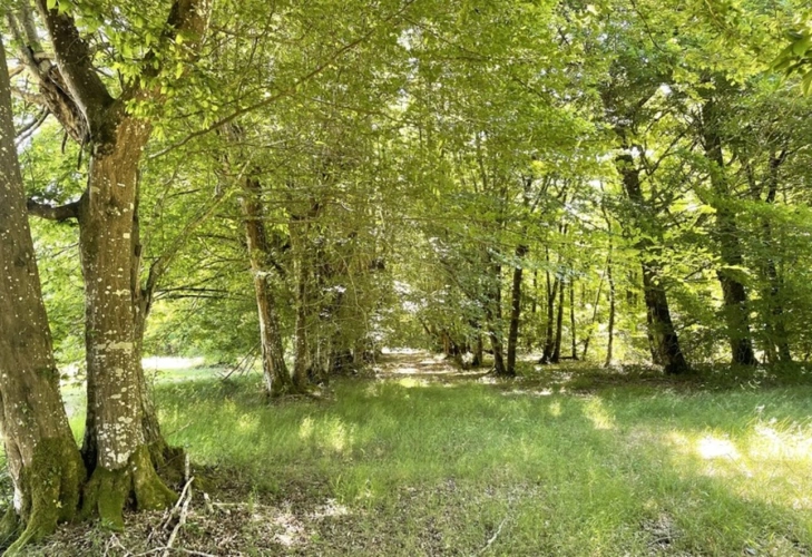 Photos 26 - Prestige - Propriete à vendre 16 pièces proche de BARBEZIEUX SAINT HILAIRE (16) sur 8.5 ha