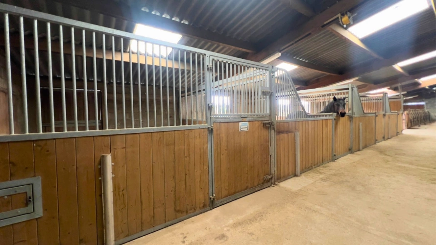 Photos 9 - Équestre - Tarn-et-Garonne - Propriété équestre de 3,2 hectares (82)