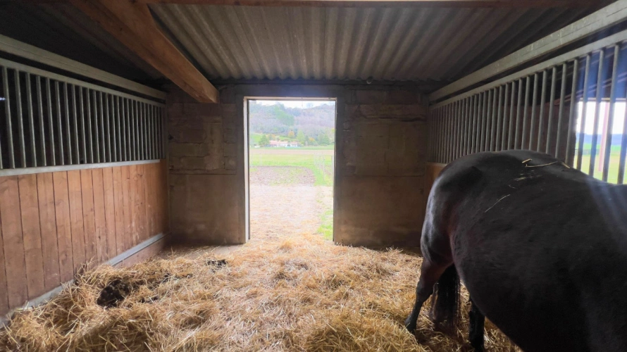 Photos 11 - Équestre - Tarn-et-Garonne - Propriété équestre de 3,2 hectares (82)