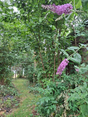 Photos 6 - Rural - Propriété ; Longère à rénover,  hangar + garage de plus de 700m2.jardin bucolique, studio indépendant. Secteur Courgains, Marolles les Braults