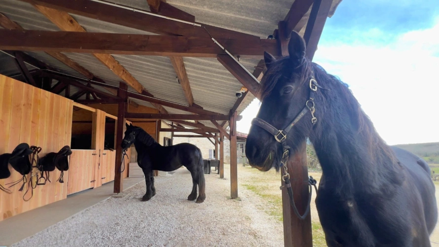 Photos 10 - Equestrian - Charming equestrian property near Villeneuve-sur-Lot (47)